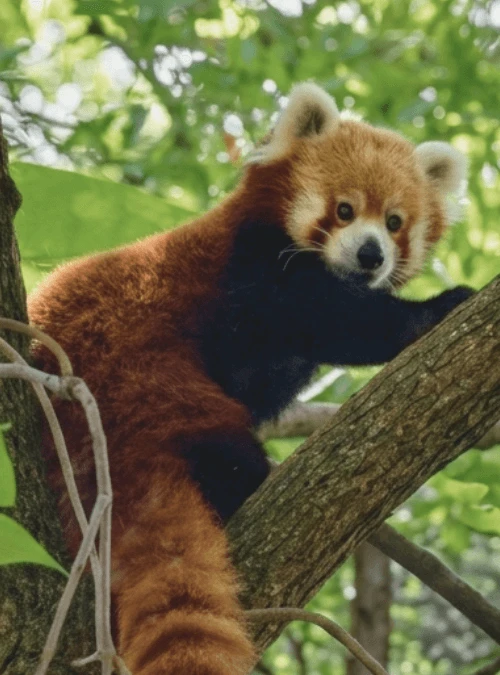 Wildlife adventure tour in Nepal.