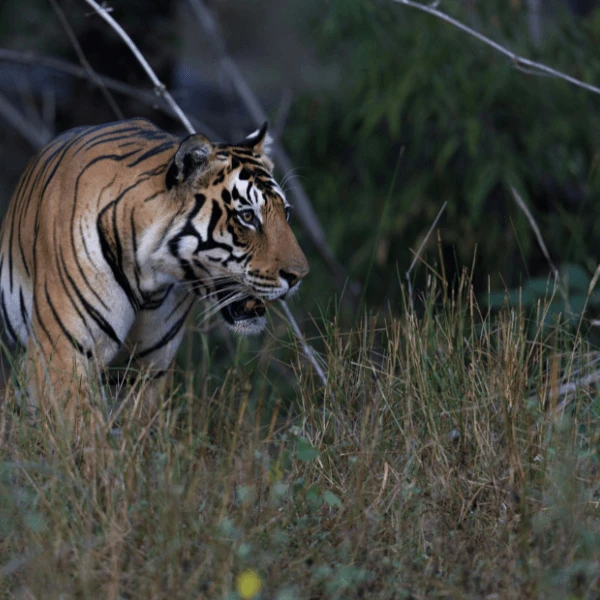Bardia National Park Jungle Safari in Nepal