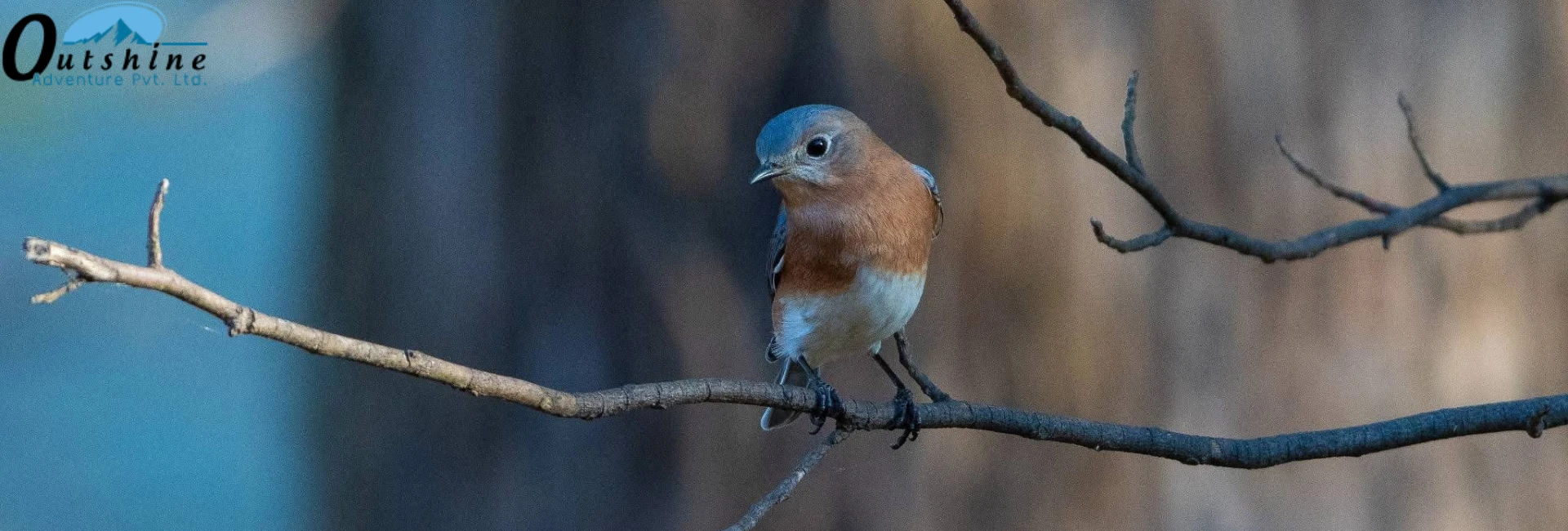 bird-watching-tour-kathmandu-valley