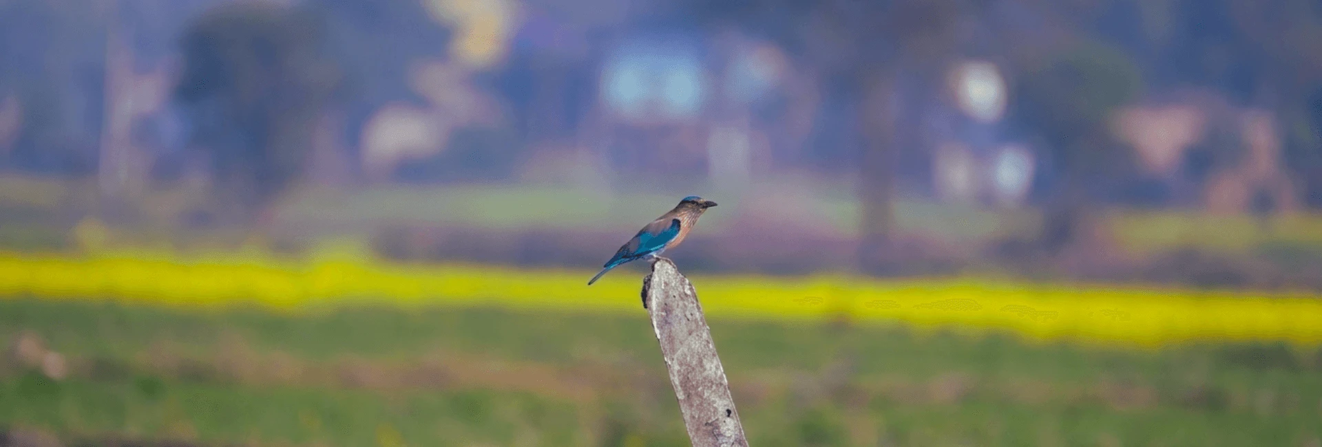 Neelkantha bird in bardiya national park