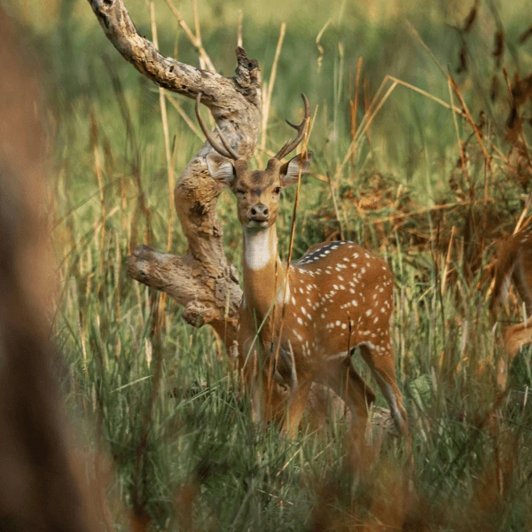Jungle safari tour in Chitwan