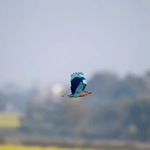 Neelkantha bird in bardiya national park