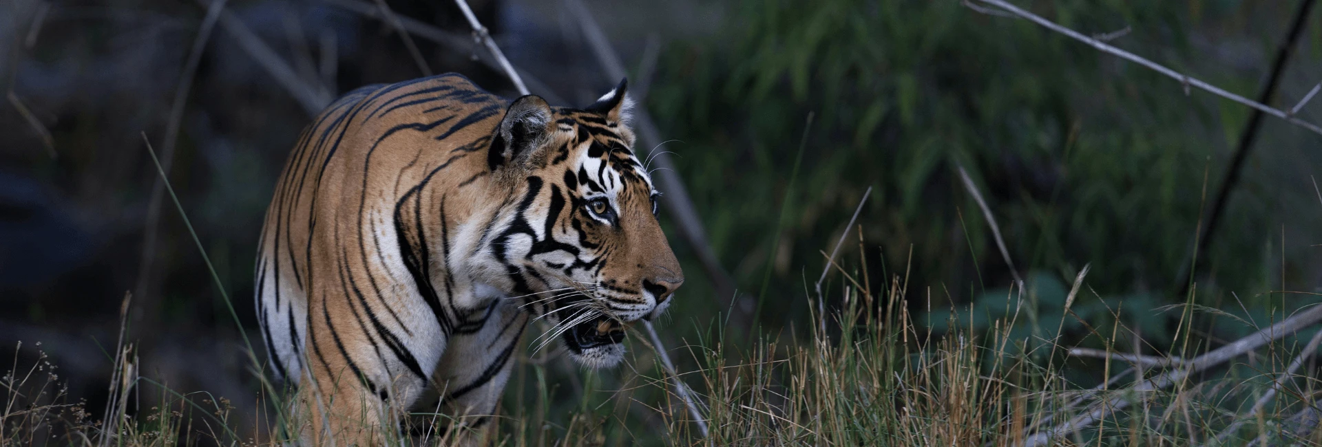 Bardia National Park Jungle Safari in Nepal