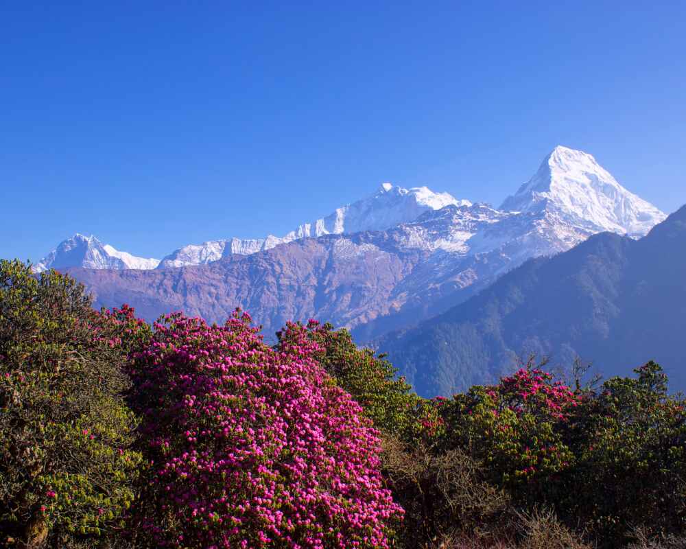 Rhododendron forest in full bloom with mountains in the background.