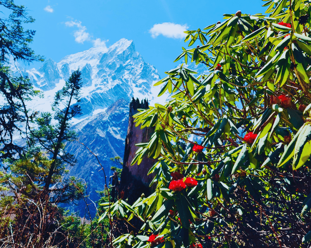 National flower of Nepal