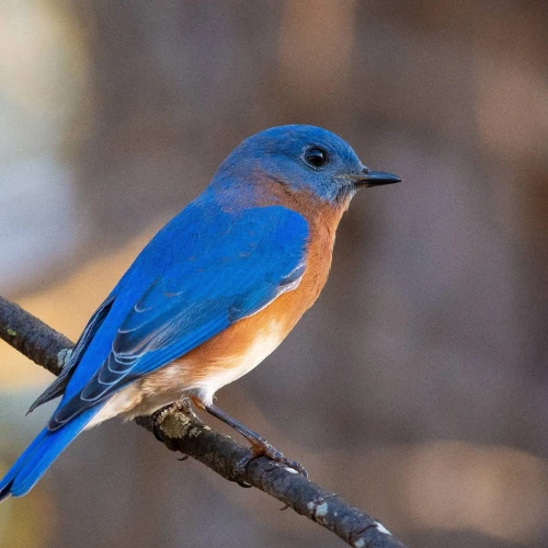 bird-watching-tour-kathmandu-valley