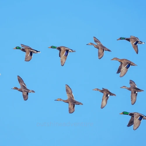 14 days Chitwan & Bardia Wildlife Safari | Nepal Adventure