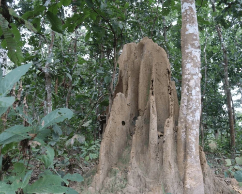 Ant House In Jungle 