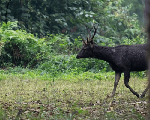 Deers In Chitwan National Park