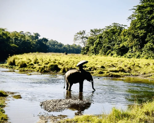 Elephant In Chitwan