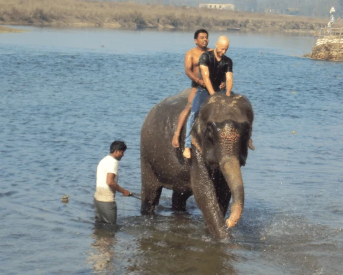 Elephant Safari Through The Lush Jungle Of Chitwan National Park Nepal
