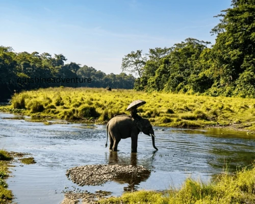 Elephant Safari Tour In Chitwan,jpg.