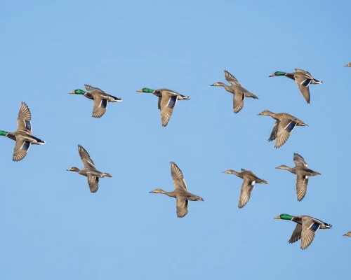 Migrant Birds In Nepal,
