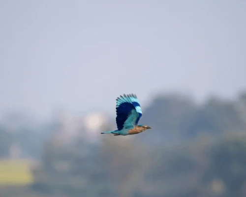 Neelkantha Bird In Bardiya National Park,jpg