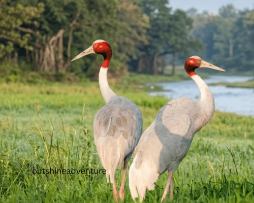 Pair Sarun In Nationalpark,