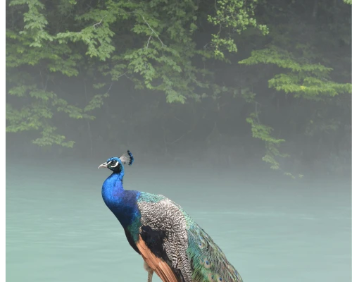 Peacock Appears In Chitwan