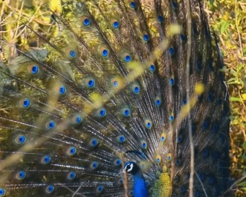 Peacock Dance