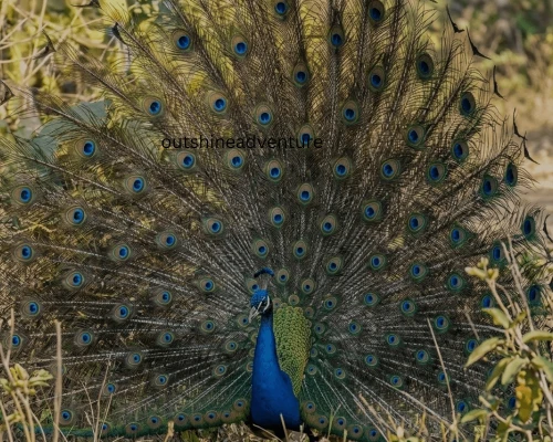 Peocock In Chitwan Nationalpark,jpg.