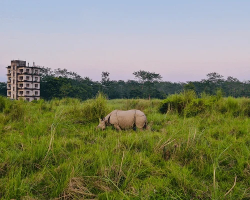 Rhinocerosgrazing Peacefully In The Grasslands Of Chitwan National Park