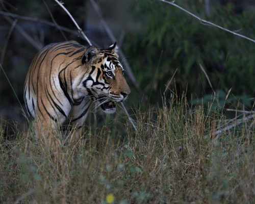 Royal Bengal Tiger Spotted In The Dense Forest Of Bardiya Copy