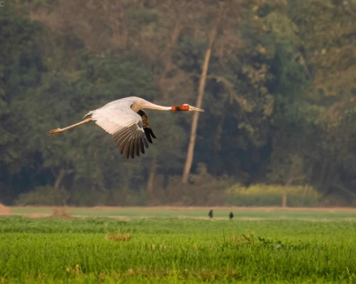 Sarun Crane In Bardriyanational Park,
