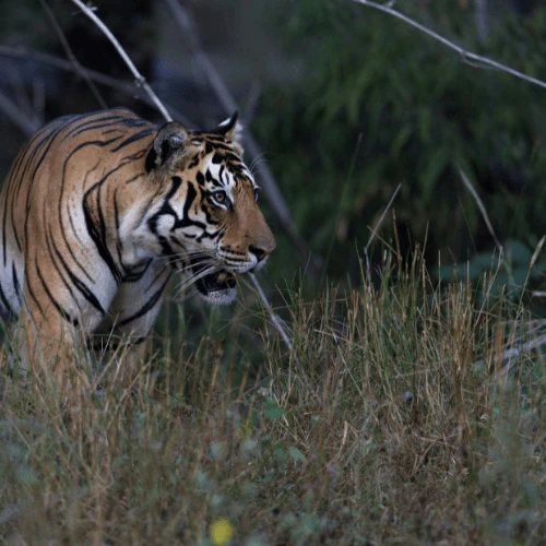 Tiger in Chitwan National Park